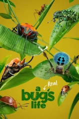 A Real Bug’s Life A Real Bug's Life