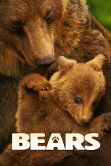 Bears Bears