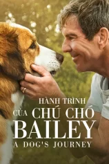 Hành Trình Của Chú Chó Bailey A Dog's Journey